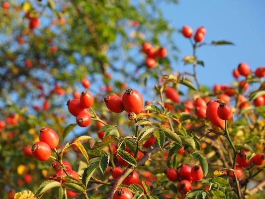 hundsrose_beeren © (c) Pixabay.com Hundsrose