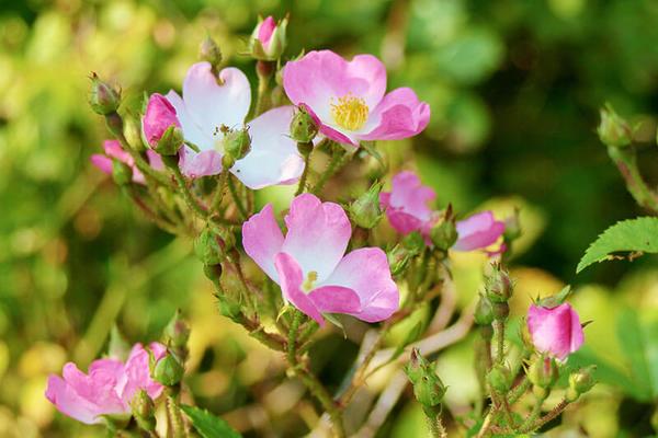 hundsrose_bluete © (c) Pixabay.com Hundsrose