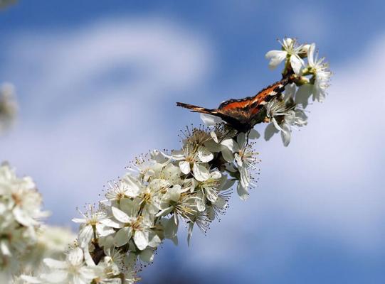 schlehe-schmetterling © (c) pixabay.com Schlehe