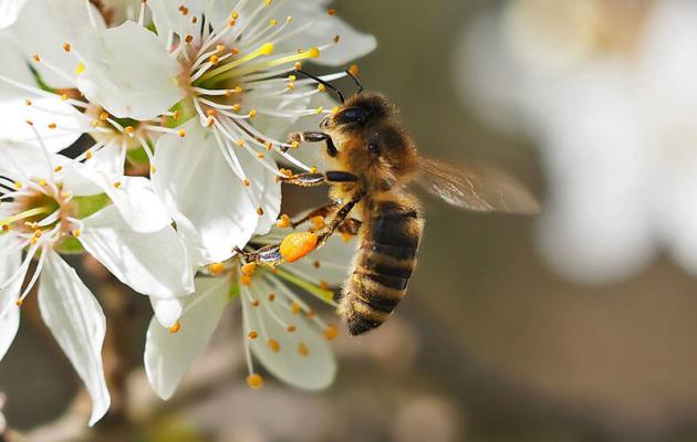 Honigbiene beim Besuch einer Schlehenblüte (c) Pixabay