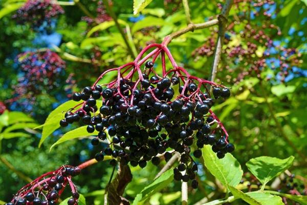 schwarzer-holler © (c) Pixabay.com Schwarzer Holler