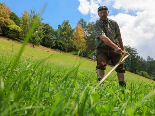 Gras wird durch Sense gemäht