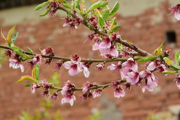 weinbergpfirsich © (c) pixabay.com Weingartenpfirsich