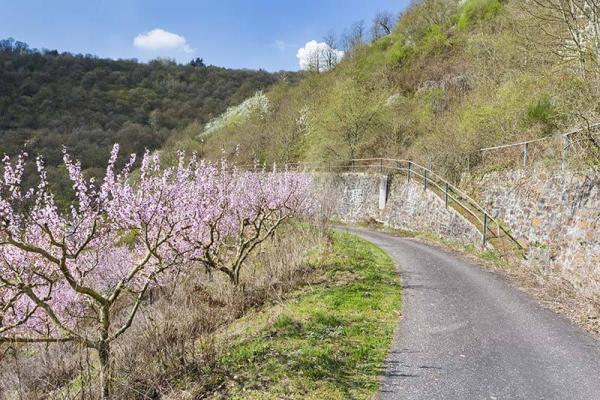 blühender Weingartenpfirsich, am Rande eines Weingartens, neben der Straße
