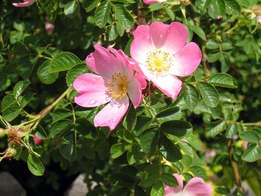 wildrose- © (c) Pixabay.com / Wildrose Wildrose