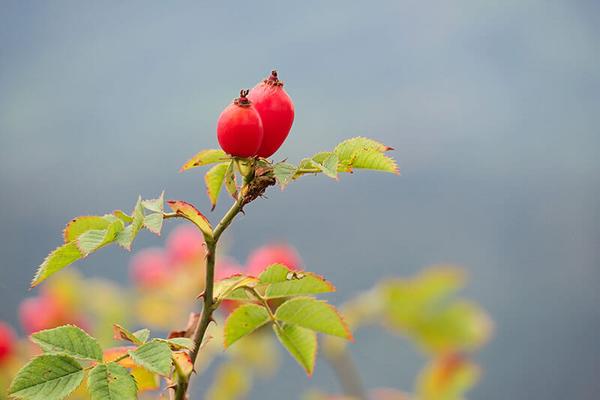wildrose-hagebutte © (c) pixabay.com / Hagebutte Hagebutte