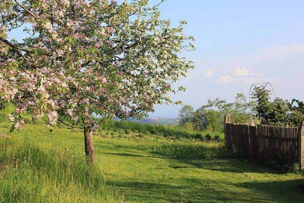 198_1 © (c) Scheuchenegger_198_3.Platz_Oô_HG Streuobstwiese