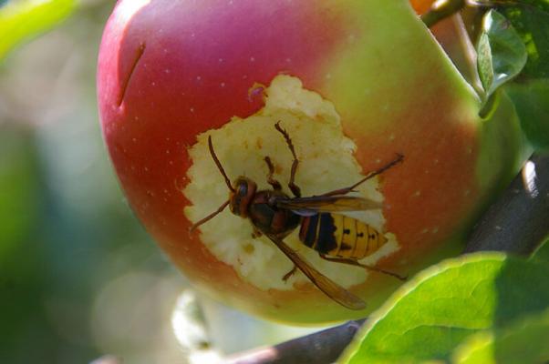 2.-Platz-Steiermark-Perz_1 © (c) Perz
Streuobstwiese