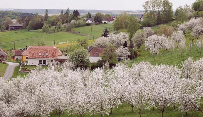 Streuobstwiese