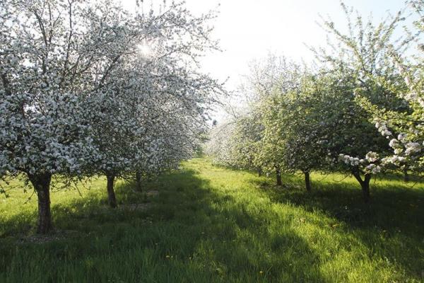3.-Platz-Burgenland-Fruchtsaft-Trummer_3 © (c) Trummer Streuobstwiese