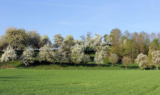 3.-Platz-Oberîsterreich-WahlmÅller_1 © (c) WahlmÅller Streuobstwiese