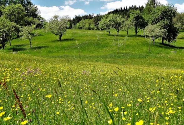 91_1 © (c) Bisich Streuobstwiese