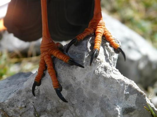 Die Beine der Alpendohle.