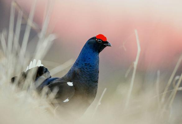 Birkwild, männliches Birkhuhn im Prachtkleid