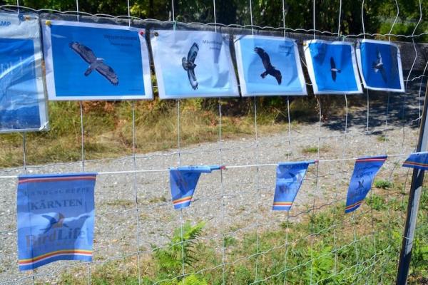 Die verschiedenen Arten BirdLife_(c) K Kropshofer