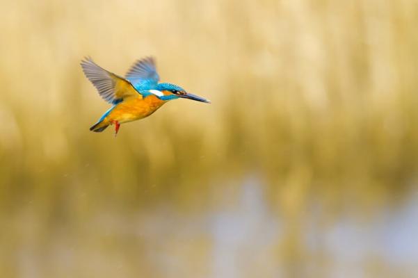 Eisvogel © Nature Bird Photography/Shutterstock.com Eisvogel im Flug