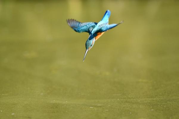 Eisvogel im Anflug auf die Wasseroberfläche, auf der Jagd nach Fischen
