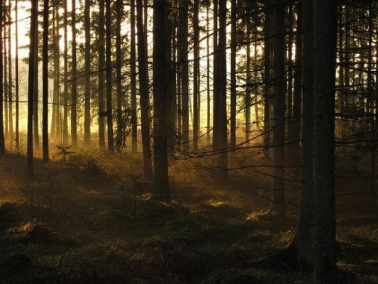 Fichtenwald am morgen (c) Pixabay © Fichtenwald am morgen (c) Pixabay