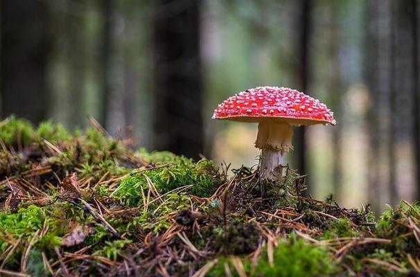Fliegenpilz im Moos (c) Pixabay © Fliegenpilz im Moos (c) Pixabay
