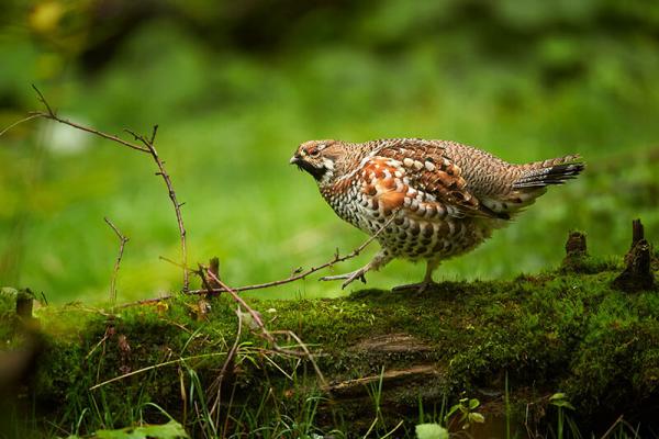 Haselwild, Rebhuhn auf liegendem Baumstamm im Wald, Gebüsch