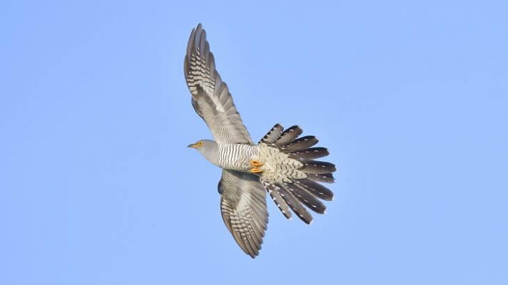 Kuckuck im Flug, fliegender Kuckuck