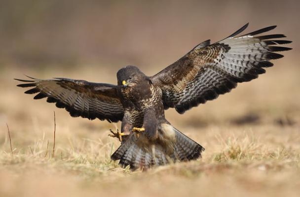 Mäusebussard mit ausgebreiteten Schwingen im Landeanflug