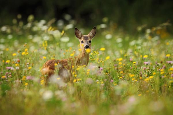 reh_shutterstock_Ondrej-Prosicky © Ondrej Prosicky/Shutterstock.com Reh, Rotwild in blühender Wiese