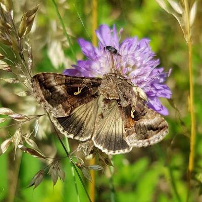Gamma-Eule c Sylvia B. © Gamma-Eule c Sylvia B. schmetterligszaehlung 2018