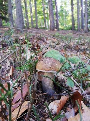 Junger Steinpilz (c) Stefan Agnesy © Junger Steinpilz (c) Stefan Agnesy