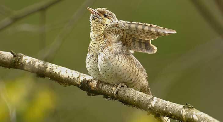 Wendehals c Shutterstock/KOO