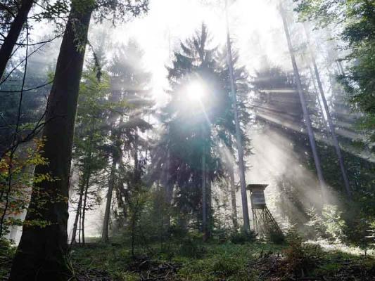 Sonnenschein im Wald