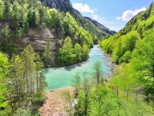 Fluss im grünem Wald