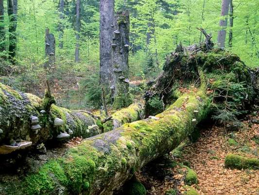 Wildnisgebiet Dürrenstein, Totholz im Urwald Rothwald