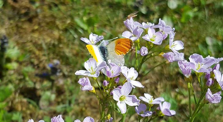 Aurorafalter von Schmetterlingsapp Nutzerin Isabelle H.