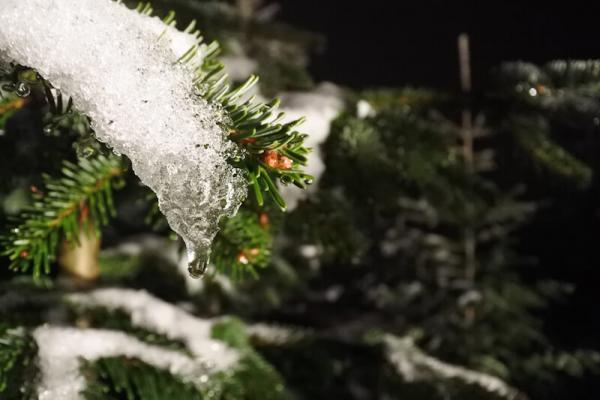 Christbaum