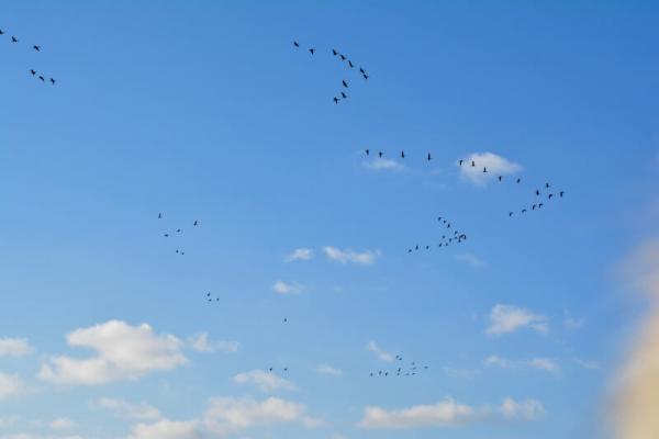 Die Flugformationen der Wildgänse sind sehr variabel, oft jedoch in V-Form c) Katharina Kropshofer. © (c) Katharina Kropshofer
