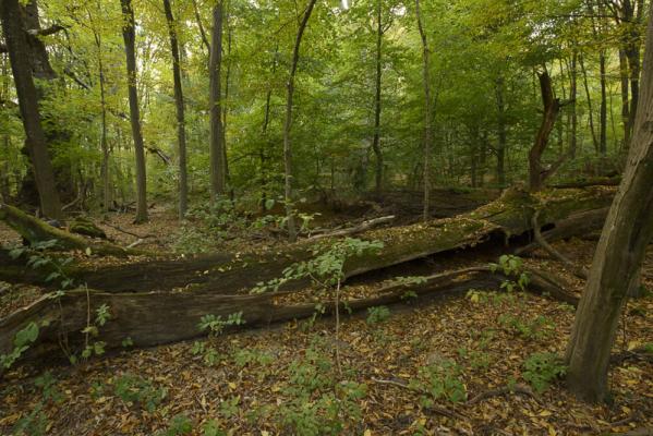 Wien / Lainzer Tiergarten: Exkursion in das Naturwaldreservat "Johannserkogel" mit Forstleiter Hannes Lutterschmied