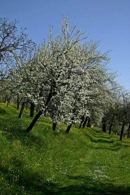 streuobstwiese01 © (c) pixabay.com streuobstwiese