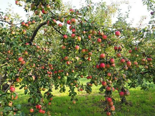 streuobstwiese02 © (c) pixabay.com streuobstwiese