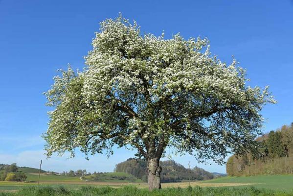 streuobstwiese03 © (c) pixabay.com streuobstwiese