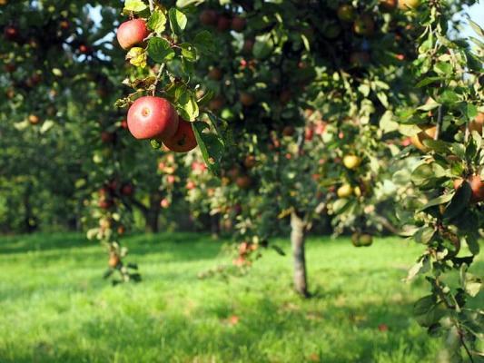 streuobstwiese04 © (c) pixabay.com streuobstwiese