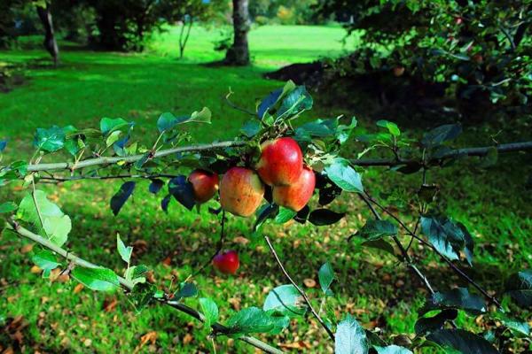 streuobstwiese05 © (c) pixabay.com streuobstwiese