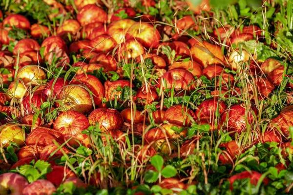 streuobstwiese07 © (c) pixabay.com streuobstwiese