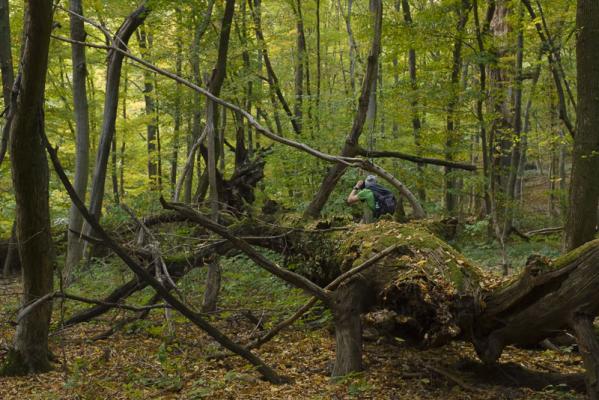 Wien / Lainzer Tiergarten: Exkursion in das Naturwaldreservat "Johannserkogel" mit Forstleiter Hannes Lutterschmied