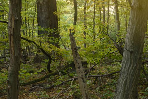 Wien / Lainzer Tiergarten: Exkursion in das Naturwaldreservat "Johannserkogel" mit Forstleiter Hannes Lutterschmied