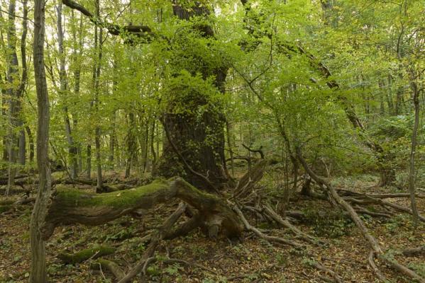 Wien / Lainzer Tiergarten: Exkursion in das Naturwaldreservat "Johannserkogel" mit Forstleiter Hannes Lutterschmied
