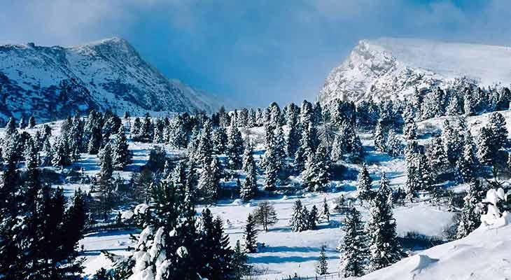 Zirbenwald im Winter, schneebedeckte Zirben