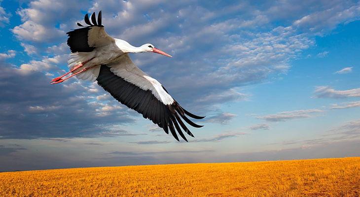 Zugvoegel Weissstorch im Flug
