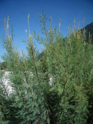 Deutsche Tamariske (c) Ch. Schwann © Deutsche Tamariske (c) Ch. Schwann Deutsche Tamariske