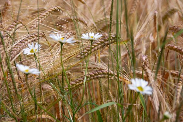 Acker, Getreide mit Margeritenblüten